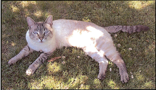 Chat Perdu Toulouse