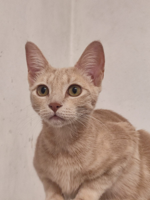 ARYA
