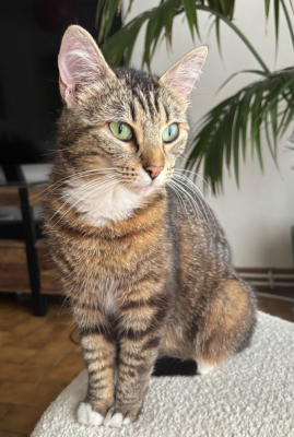 AVANAH