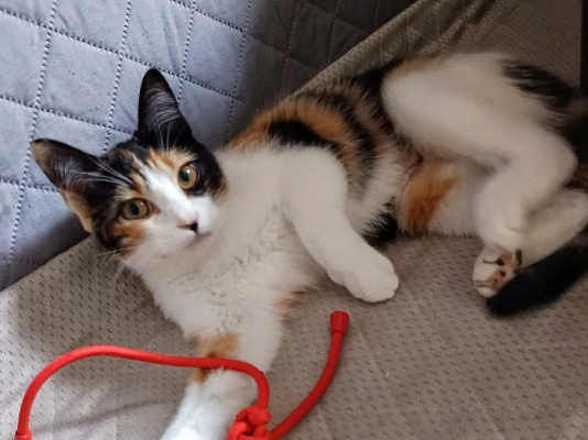 BICHETTE