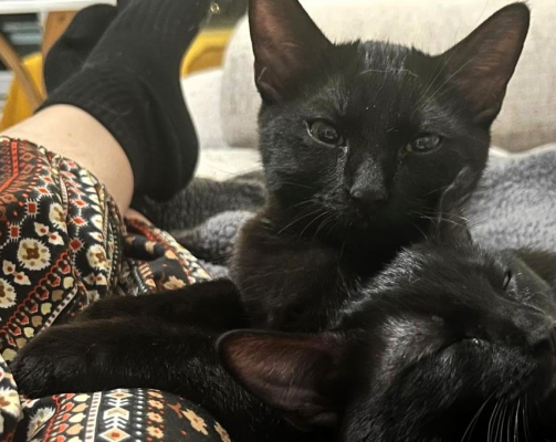 BUZZ