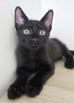 BIBI