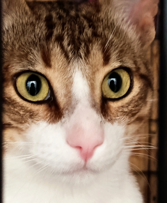 BENJI