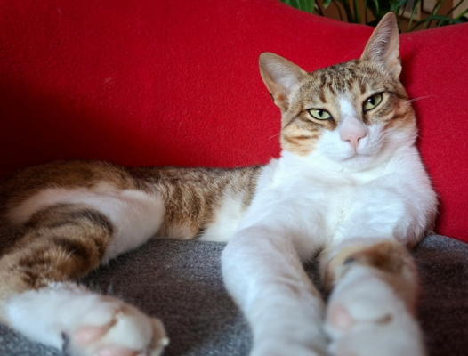 BENJI