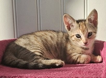 BARBABELLE